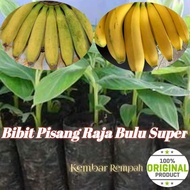 Bibit Pisang Raja Bulu Super | Raja Sajen | Raja Ijo