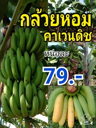 หน่อกล้วยหอมเขียวคาเวนดิช หน่อละ79บาท พันธุ์แท้100%จากสวนเชียงใหม่ปลูกส่งห้างทั่วประเทศคัดหน่อสวยตัดยอดยาว30-40ซม ขุดสดใหม่ส่งตามออเดอร์