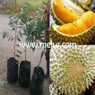 MM- Anak Pokok Durian Musang King D197 4-5 kaki (Kahwin) Anak Pokok Tanaman Benih Garden Seed Seeds