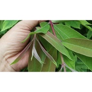 1kg Fresh Leaves Thanh Ngang (Liu Ly) I'm in the North Sent to the South with Broken Leaves