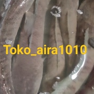 IKAN GABUS JUMBO HIDUP 1 KILOGRAM