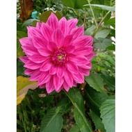 dahlia kampung/pokok dahlia/dahlia