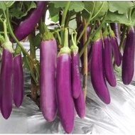 Benih Terung Brinjal Seeds - 0.1g | 0.4g ¦ 1.2g - Non-GMO F1 Hybrid