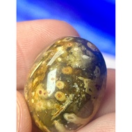 Fossil Nibong Tua Urat Padu Bekristal Asli Gred AAAA