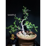 正宗黑珍珠罗汉松✅原生苗✅PEARL PODOCARPUS