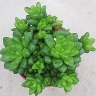 【荳荳多肉】【草玉露】喬遷│送禮│升遷│多肉植物