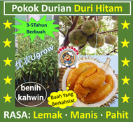 Anak Pokok Durian Duri Hitam D200 黑刺·榴莲苗Black Thorn Sapling