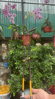 CẦN CẮM GỐC PHUKET TẢI CÁ 20-25 CÂN NGỌN ĐẶC 3LY8 CẦN 8 KHOEN TẢI MỒI 30-50 GAM CÂU MỌI ĐỊA HÌNH