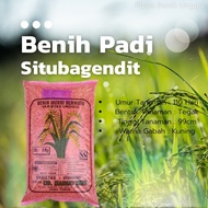 100%Ori Benih Padi Situ Bagendit Unggul Tahan Kekeringan [Stok Ready]