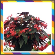 Tanaman Hias Begonia Coccinea scarlet Begonia -begonia Clasic Grosir