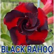 RARE ID BLACK RAHOO ( Adenium Thailand / Dessert Rose )