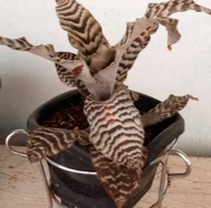 bromolia zebrina coklat