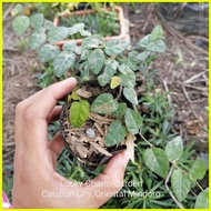 ♞,♘,♙Ficus pumila or creeping fig (roots and soil intact)