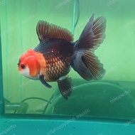 koki oranda tancho 12cm