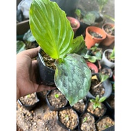 Cekur Merak. Kencur. Cekur