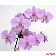 [ Species ] Phalaenopsis schilleriana x sib Orchid | Seedling