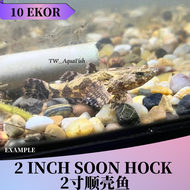 ［10pcs］2inch soon hock live fish aquarium