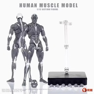 Playful Toys Human Muscle Model, Gray, 6-inch Articulated Figure