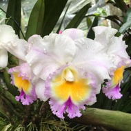 Anggrek Cattleya Blc. California Girl "Orchid Library
