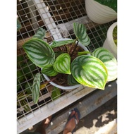 peperomia watermelon