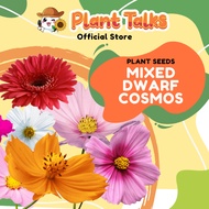 Plant Talks Dwarf Mixed Cosmos Flower Plant Seed Ornamental Plants Seeds