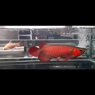 Ikan arwana super red 40cm up special