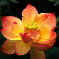 เมล็ดบัวดอกสีส้ม ดอกใหญ่ ของแท้ 100% เมล็ดพันธ์ุบัว ดอกบัว ปลูกบัว เม็ดบัว สวนบัว Lotus Waterlily seed 8 เมล็ด.