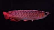 arwana super red (35 cm)