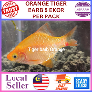 Tiger Barb Orange (5pc/pack)