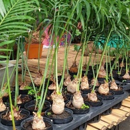 3 ต้น ปรงนา Cycas siamensis ขนาดจิ๋ว ไม้บอนไซ ต้นไม้จิ๋ว ต้นไม้สายย่อ มีใบมีรากแน่นๆ ทุกต้น จัดส่งพร