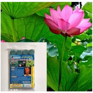 SPECIALIZED FERTILIZER PILLS FOR LOTUS, GUNS AND WATER FILLED PLANTS (pack of 4 tablets)