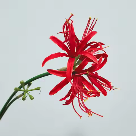 1PCS Artificial Red Spider Lilies Silk Flowers Home Wedding Decoration Paramita Lycoris Radiata Mand