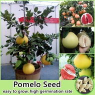 [Fast Delivery] Mixed Variety Pomelo Seeds for Planting (30 Seeds/bag) Bonsai Fruit Tree Seeds Fresh