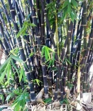 Benih bambu hitam