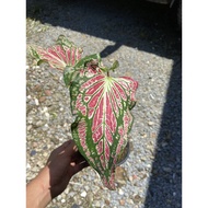 Caladium Thai Beauty Keladi Thailand Ready Stok