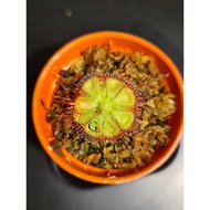 Drosera Burmannii 茅膏菜 [Sundew, Drosera][Carnivorous Plants][Mosquito, Fly, Pest Natural Control]