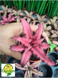 Cryptanthus with FREE plastic pot, pebbles and garden soil - (Rare Indoor Plant and 3 Stocks Only)