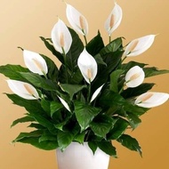 HIJAU Peace Lily Indoor Ornamental Plant - Green