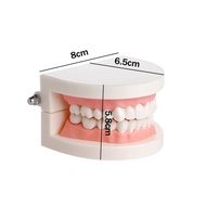 Model Gigi Peraga Gigi Dental Model Edukasi Phantom Gigi Model Gigi Phantom