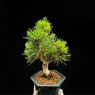 SG462-精品短針日本千壽丸黑松矮樁🔥精品植物小盆栽禮物🔥