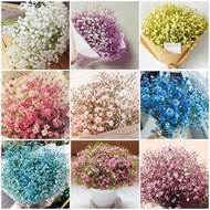 200Pcs Mixcolor Gypsophila Seeds Benih Bunga Benih Pokok Bunga Flower Seeds Fast Germination Bonsai 