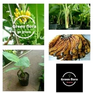 fresh bibit pohon pisang barangan-bibit pisang barangan-tanaman pisang