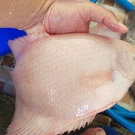 Ikan Gurame Padang Jumbo Hias
