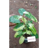 Raelphict Tanaman Hias Burlemarx variegata Jumbo Burlemark parigata