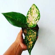 Aglaonema Ruby Kirana | Tanaman Hias Indoor Aglonema  Quality