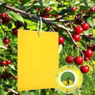 10pcs Perangkap Serangga Melekit Dual-Sided Adhesive for Fruit Flies, Mosquitoes, Fungus Gnats