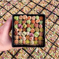 生石花屁屁新手多肉植物办公室室内室外pp colourful Lithops