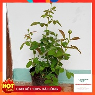 Chuyên cây giống--- Giống Hoa Hồng Bụi Catalina [GIÁ SIÊU RẺ] - CÂY 25 NGÀY TUỔI MÀU VÀNG CHANH - RỂ