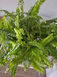 大型波士頓腎蕨Nephrolepis exaltata蕨類植物