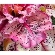 5 Biji Benih Keladi Chang Chun Caladium Begonia Seed - 5 Seed